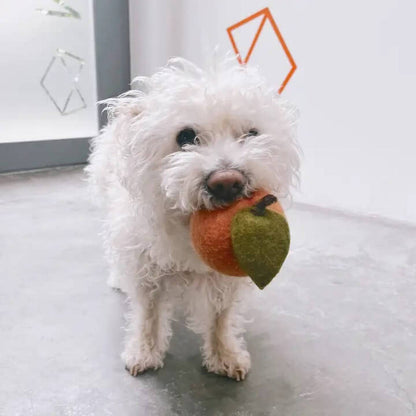 White dog holding a toy with a peach design indoors.